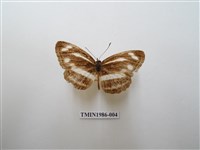 藏品(蓮花環蛺蝶)的圖片